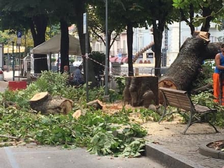 RIVAROLO - Piante malate e pericolose: in corso gli abbattimenti - FOTO