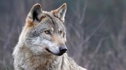 CANAVESE - Un bando regionale per i risarcimenti danni agli allevatori