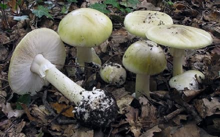 CUORGNE'-IVREA - MANGIA FUNGHI VELENOSI: UOMO GRAVISSIMO