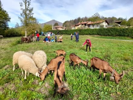 COLLERETTO CASTELNUOVO - Una transumanza speciale per far amare ai bambini la natura