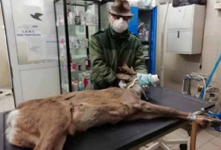 CHIVASSO - Capriolo investito vicino al torrente Orco: salvato dagli agenti della Città metropolitana