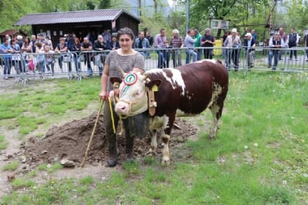 LOCANA - Pieno successo per la rassegna zootecnica