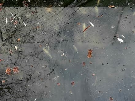 RIVAROLO CANAVESE - Pesci morti nella roggia di via Valle: allarme dei cittadini - FOTO