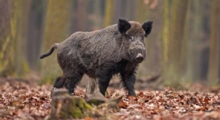 SAN BENIGNO CANAVESE - Spari nella notte, i cannoncini anti-cinghiali disturbano il sonno dei residenti