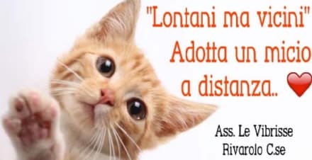 RIVAROLO - Al fianco dei mici senza padrone: aiutiamo «Le Vibrisse»