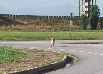 ALLERTA LUPI - La Regione: «La gestione del lupo in Piemonte sta sfuggendo di mano»