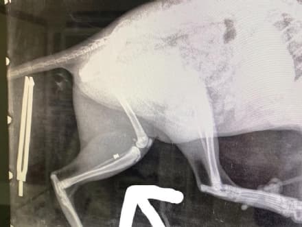 FELETTO - Colpi di carabina contro i gatti: allarme in paese. L'ultimo caso pochi giorni fa