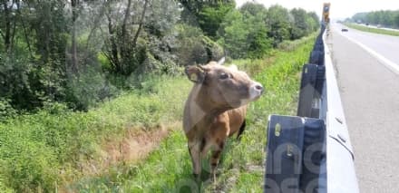 IVREA-SANTHIA' - Mucca attraversa l'autostrada dribblando le auto, paura sulla bretella vicino al casello di Albiano - FOTO