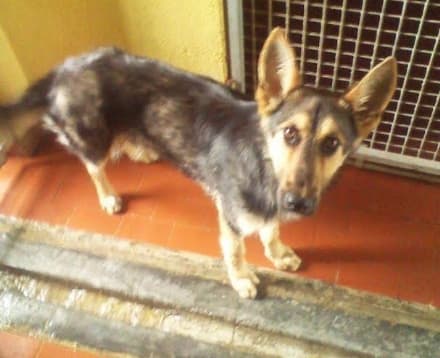 AGLIE' - Cane scivola nel canale: i volontari lo salvano
