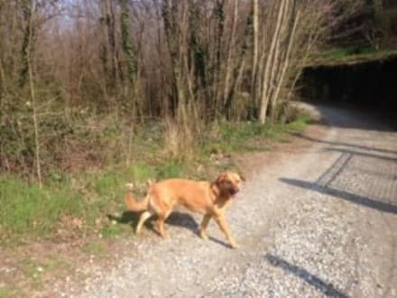 IVREA - Appello per trovare una famiglia a Lylli