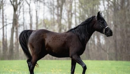 SAN CARLO CANAVESE - Il Comune salva il cavallo Remì, abbandonato in campagna. Appello per l'adozione