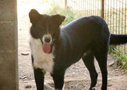 OZEGNA - Adotti il cane? Non paghi la bolletta dei rifiuti: Tom è il primo cucciolo preso dal canile