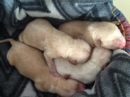 ORIO CANAVESE - Cuccioli abbandonati con il cordone ombelicale ancora attaccato