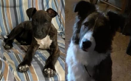 FORNO CANAVESE - Due cuccioli di cane avvelenati: è allarme in frazione Giorgio