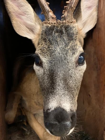 RIVAROLO - Il capriolo salvato nel canale già rilasciato nel suo habitat naturale - FOTO
