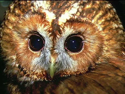 AGLIE' - Gli agenti della forestale sequestrano un allocco