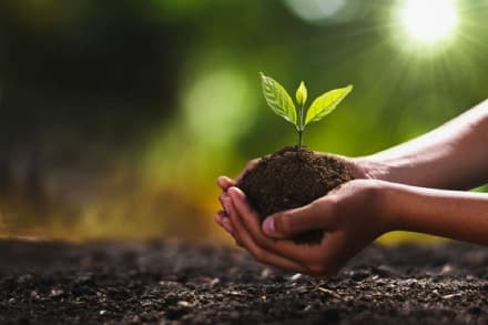 VOLPIANO-MAPPANO - Più alberi, meno anidride carbonica: la Città metropolitana pianta 70mila alberi