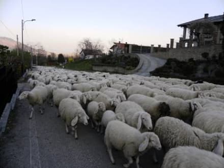 LUSIGLIE' - Un tavolo di crisi contro i pascoli abusivi