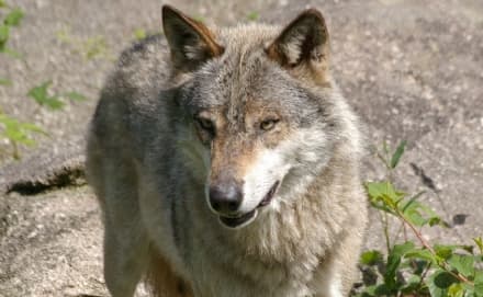 NOASCA - Lupo sbrana le pecore: risarcimenti per l'allevatore