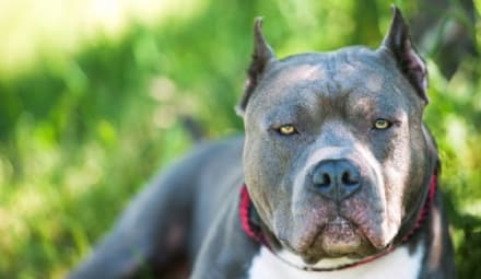 RIVARA - Due pit-bull scappano da un cortile e fanno strage: sette animali uccisi. Il proprietario denunciato