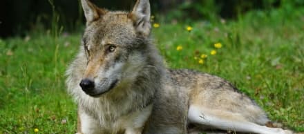 CANAVESE - «Inutile sparare ai lupi ma servono azioni a tutela di chi lavora in montagna»