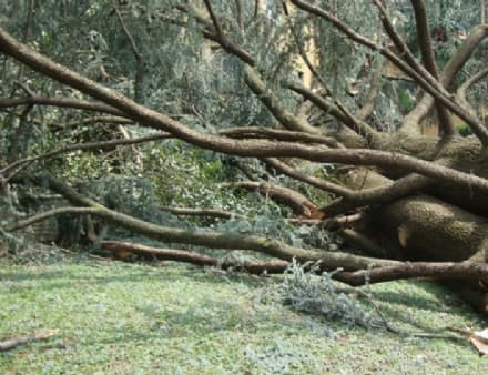 IVREA - Crolla un albero ai giardini Giusiana sulle giostrine dei bambini: tragedia sfiorata