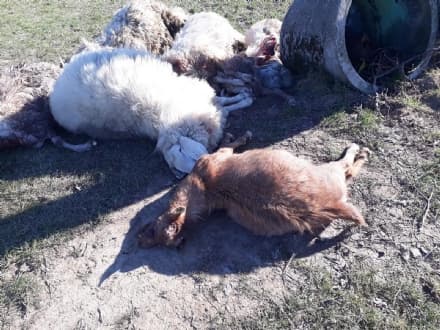 SALASSA - Lupi anche in pianura: sbranate cinque pecore e una capra