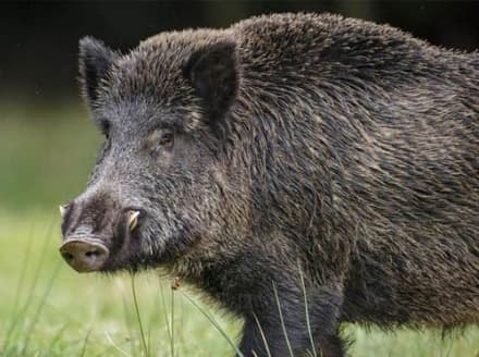 CANAVESE - Emergenza cinghiali: «La Regione Piemonte deve assumersi le proprie responsabilità»