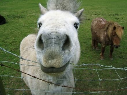 RIVAROLO - «Gli animali non provocano danni». Comune condannato dal Tar