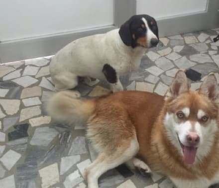 CUORGNE' - Due cani ritrovati in frazione Salto: si cercano i proprietari