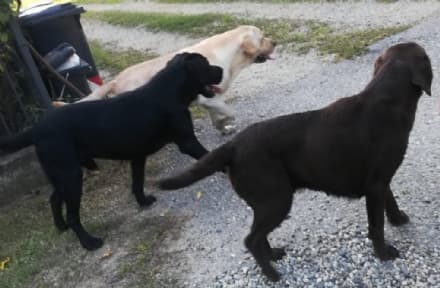 FAVRIA - Cani smarriti in zona Sant'Antonio