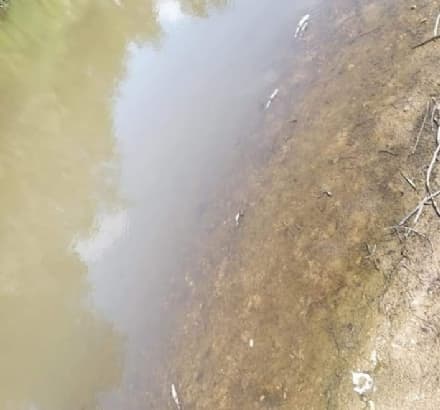 DISASTRO AMBIENTALE - Pesci morti e acqua color marrone: allarme sul torrente Malone