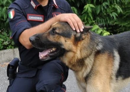 FAVRIA - Terza festa del cane per i rifugi di Caluso e Rivarolo Canavese