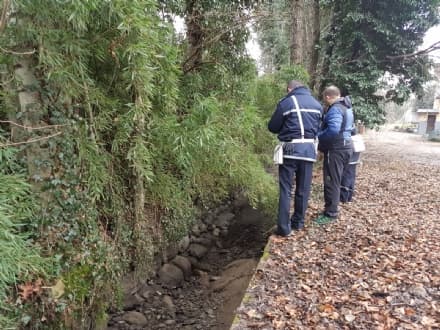 CUORGNE' - Strage di pesci nella roggia di Oglianico: forse chiuse le paratie, fauna soffocata