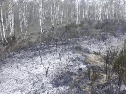 CASTELNUOVO NIGRA - Pasqua di lavoro per i vigili del fuoco: incendio nei boschi vicino al Palasot