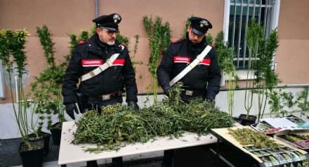 RUEGLIO - Piantagione in casa: il forte odore di marijuana incastra il coltivatore - FOTO