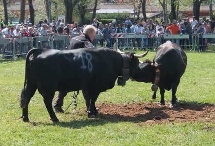 Siamo tutti allevatori