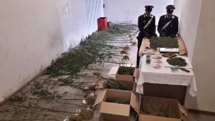 MEUGLIANO - Piantagione di cannabis nel bosco: operaio di 43 anni arrestato dai carabinieri - FOTO