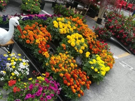 OZEGNA - Successo «colorato» per l'evento dedicato ai fiori - FOTO