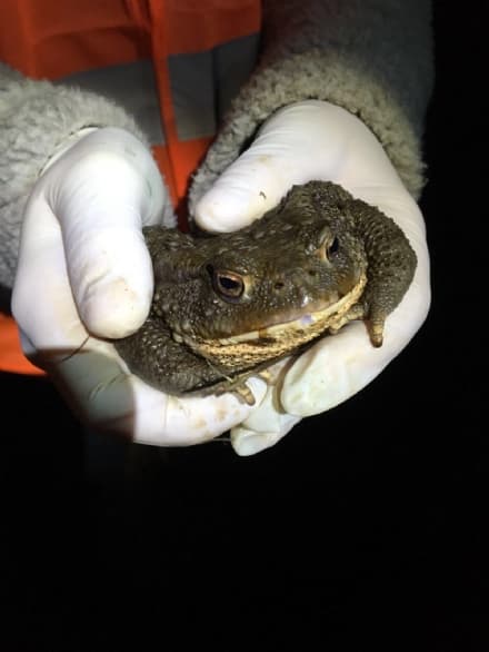 CANAVESE - Volontari e Città metropolitana impegnati a salvare i rospi in amore a Pertusio, Valperga, Vidracco e Vistrorio