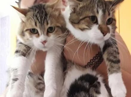 RIVAROLO - Gatti abbandonati vicino al Gigante dentro a un trasportino