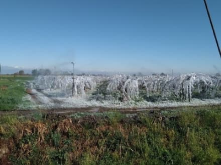CANAVESE - Il gelo danneggia le aziende agricole e i vigneti: la Regione chiede aiuto al Ministero
