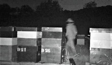 PEROSA CANAVESE - Ladro solitario ruba miele e api dalle arnie