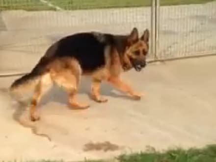 CALUSO - I padroni muoiono insieme, il cane resta senza famiglia