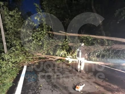 CANAVESE - Temporale e raffiche di vento: giù gli alberi. Nottata di lavoro per i vigili del fuoco - FOTO