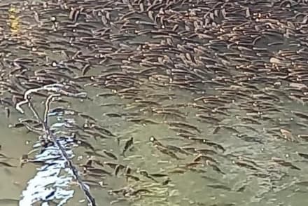 CHIVASSO - Strage di pesci vicino al parco dei Sabbioni, sulla sponda sinistra del Po: interviene l'Arpa