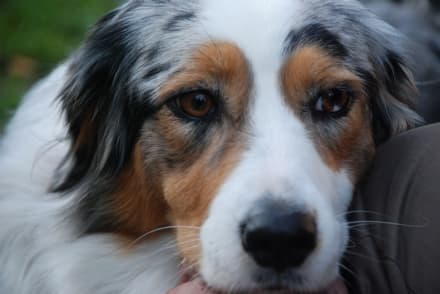 ANIMALI - Polpette avvelenate nei parchi: entra in servizio l'unità cinofila antiveleno