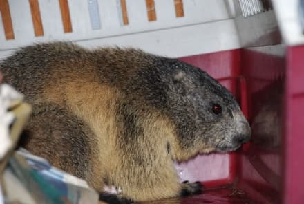 VEROLENGO - Marmotta incastrata nel vano motore di un camper