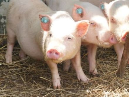 PET - Otto maialini salvati dalla sperimentazione