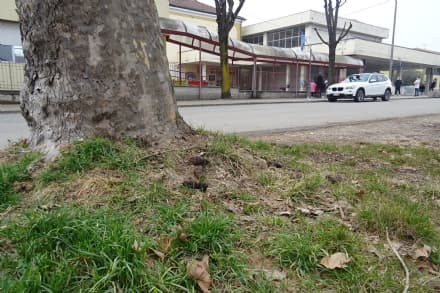 SAN GIUSTO CANAVESE - Deiezioni canine, l'ironia contro l'inciviltà: arriva il concorso «Caga e scappa»